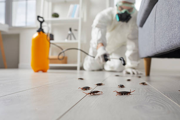 Commercial Kitchen Cockroach Control in Natchitoches